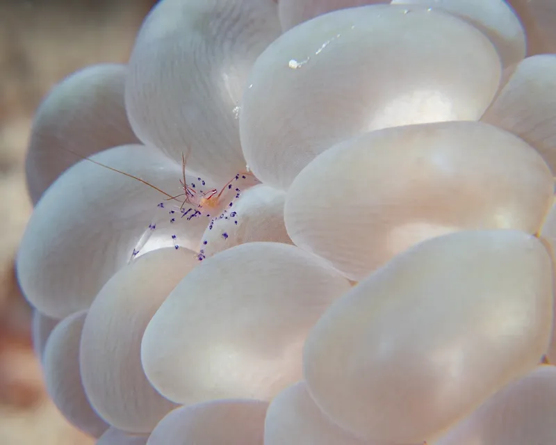 Crevette sur anémone de mer, macro sous-marine, détails colorés