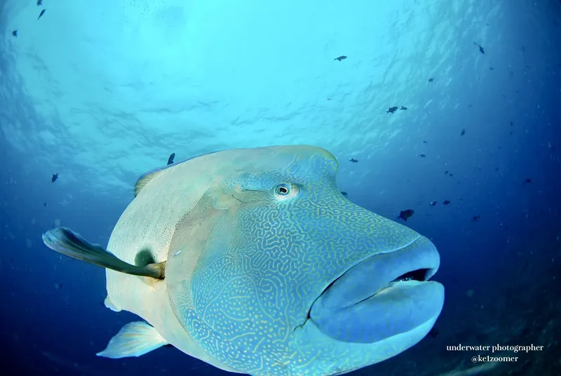 Gros poisson de couleur claire nageant en profondeur dans l'eau bleue