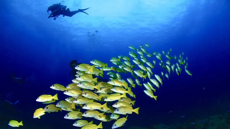 Plongeur et banc de poissons jaunes en milieu aquatique bleu