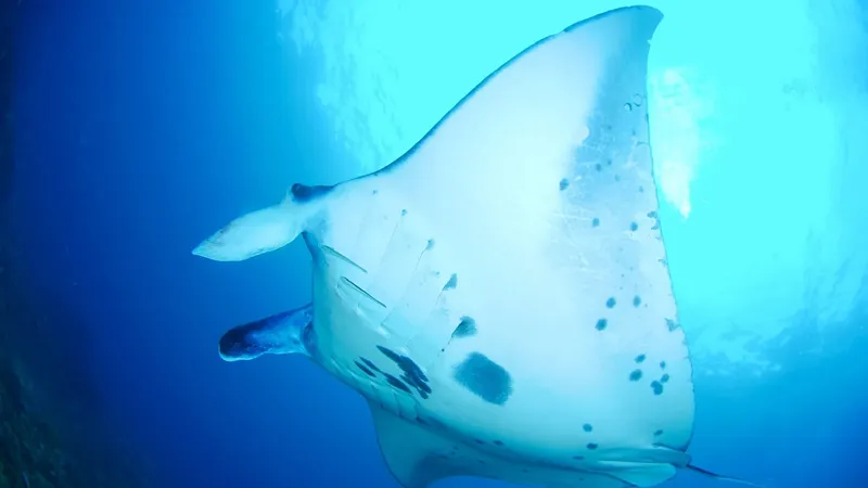 Raie manta nageant gracieusement dans une eau bleue et limpide