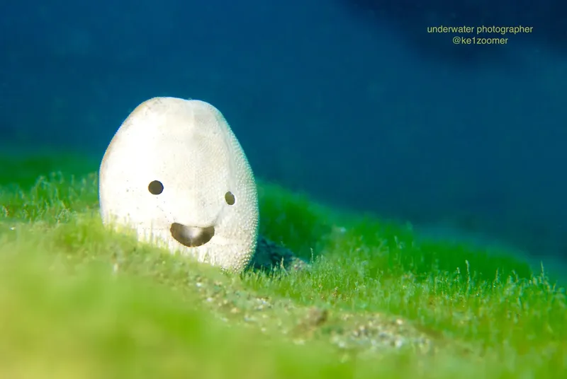 Nudibranche blanche avec un motif facial souriant sur algues vertes