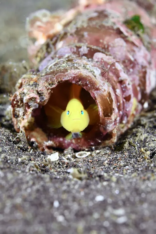 Petit poisson jaune regardant depuis son refuge dans un corail