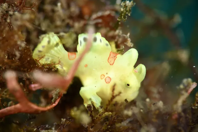 Poisson-feuille jaune et rouge se camoufle parmi les algues marines
