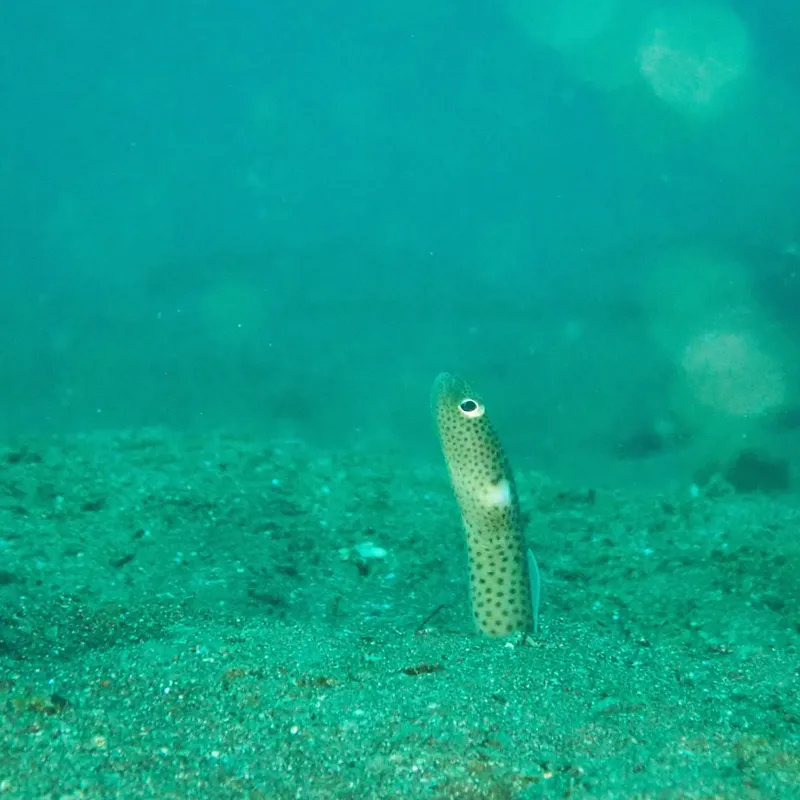 Un poisson long et fin tacheté se tient sur le fond marin