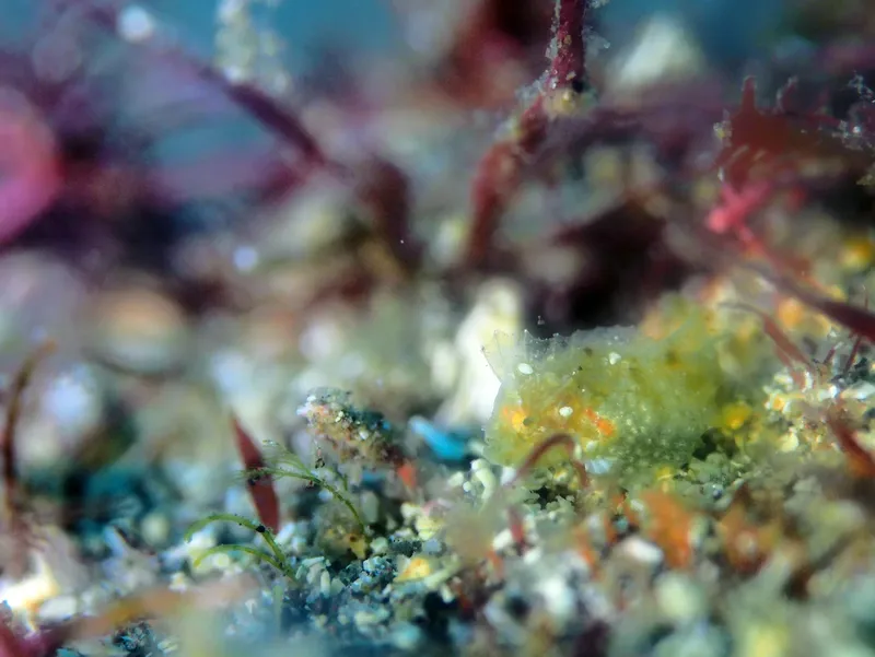 Petite nudibranche colorée sur un fond rocheux et algal flou