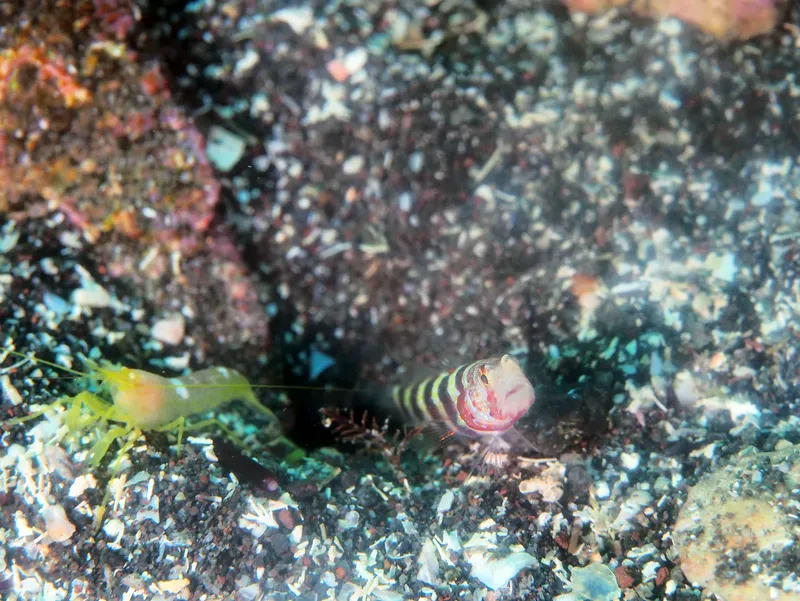 Petit poisson rayé et crevette sur fond rocheux sous-marin
