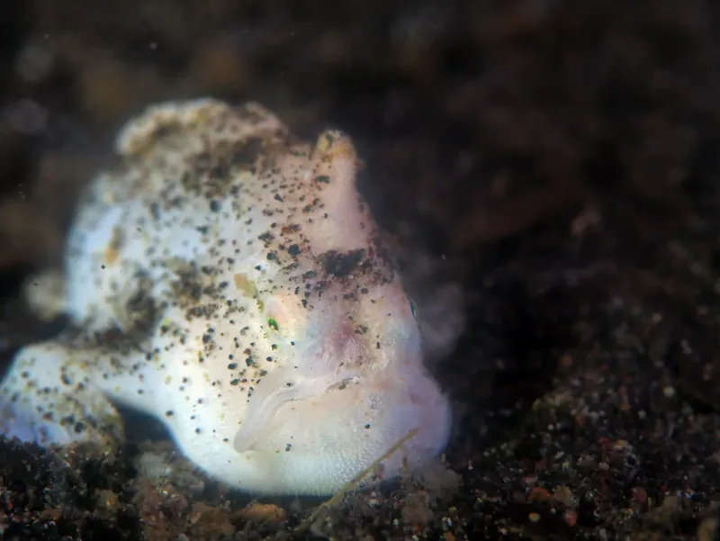 Poisson-grenouille tacheté reposant sur le fond sablonneux sombre