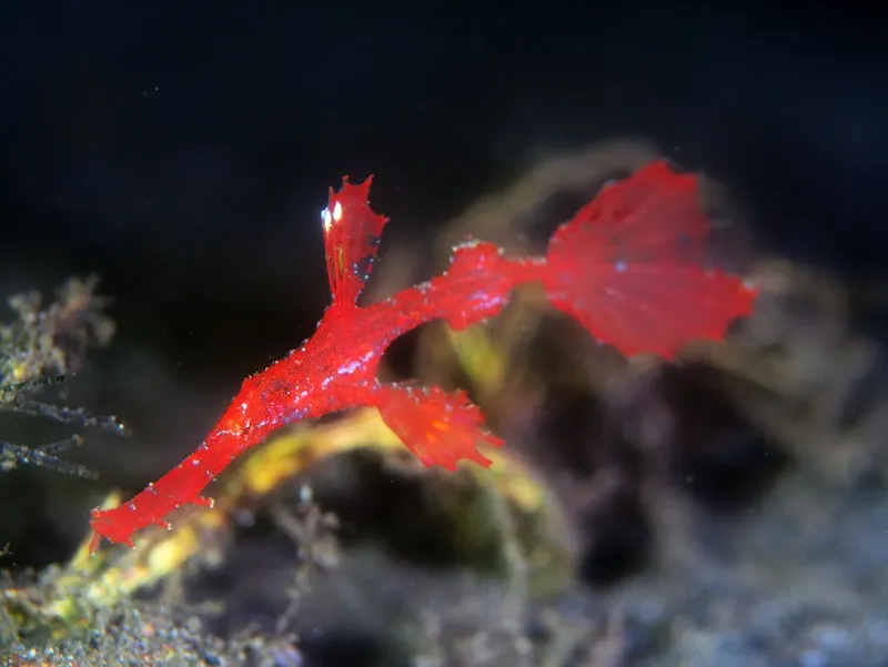 Poisson rouge flamboyant, corps allongé, nageant au milieu de la flore marine