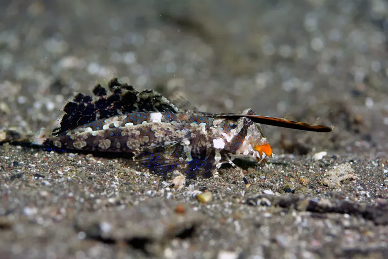 Poisson-feuille camouflé sur le fond sableux, couleurs vives et détails
