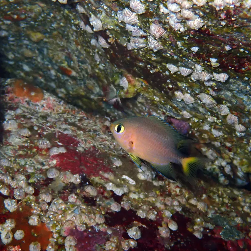 Petit poisson rose et jaune nageant près d'une paroi rocheuse colonisée