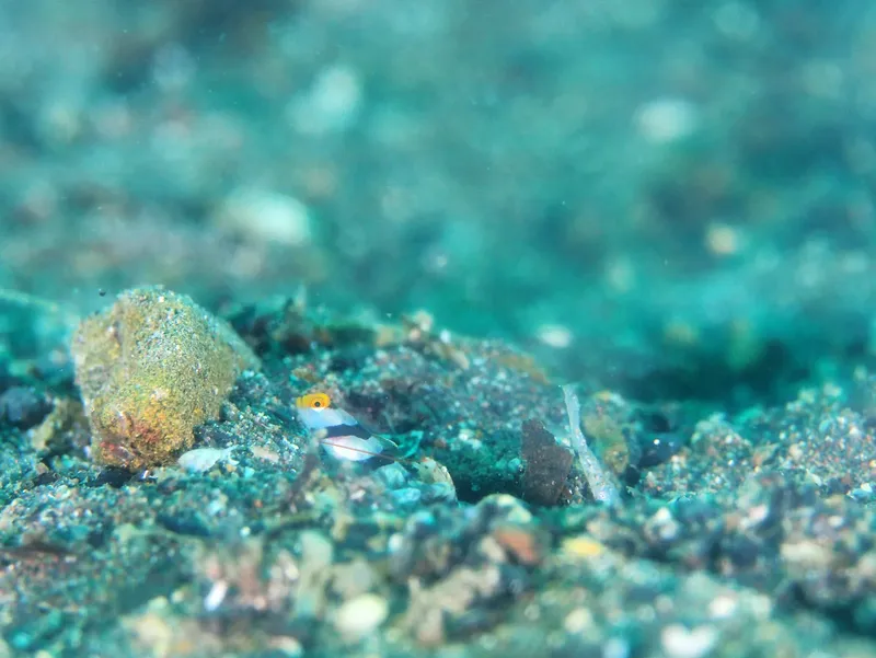 Petit poisson coloré se cachant parmi les coraux et le sable