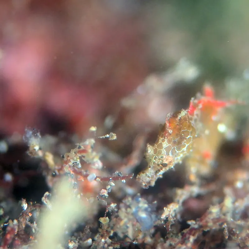 Petits poissons colorés se camouflent sur un récif corallien