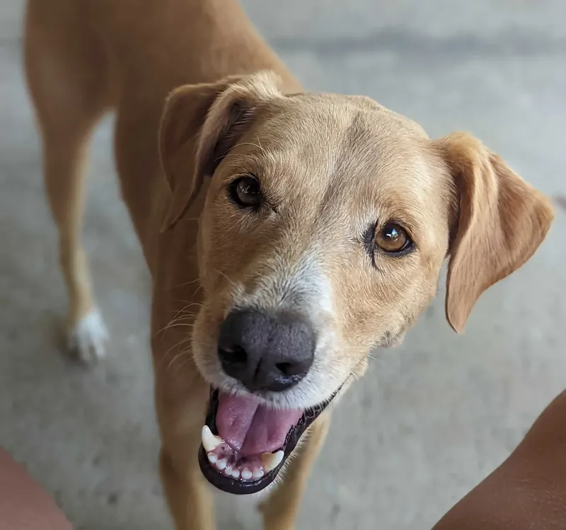 Chien de couleur fauve souriant, regardant la caméra avec attention