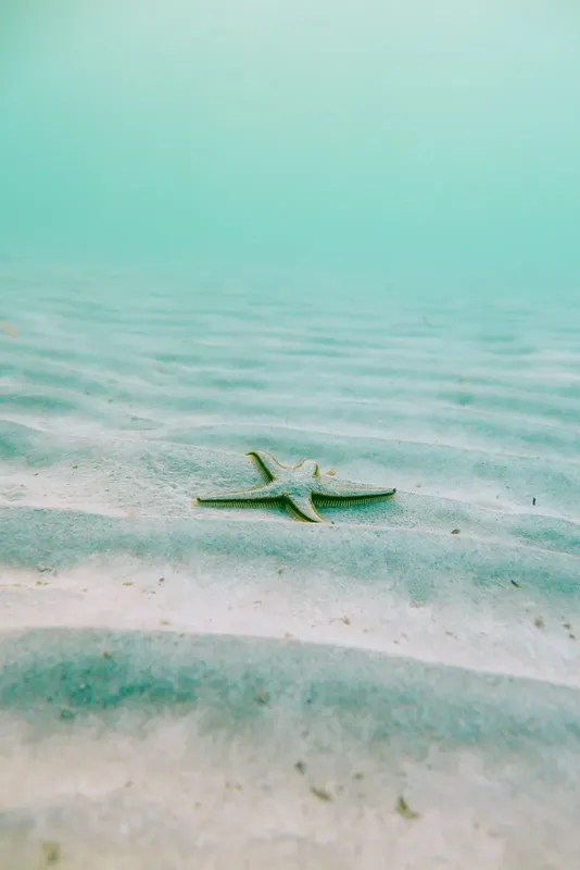 Etoile de mer sur fond sableux dans une eau turquoise claire