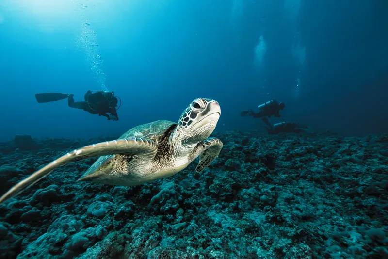 Tortue marine nageant avec des plongeurs sur un fond rocheux