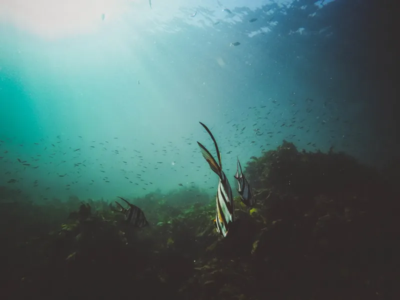 Banc de poissons et poissons-anges barrés sous l'eau, lumière diffuse