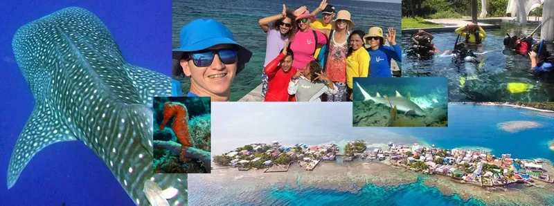 Montage photo : requin baleine, plongeurs, village côtier et corail
