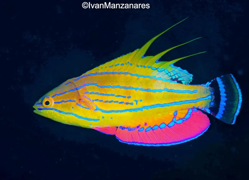 Poisson tropical coloré nageant dans les eaux bleues de l'océan