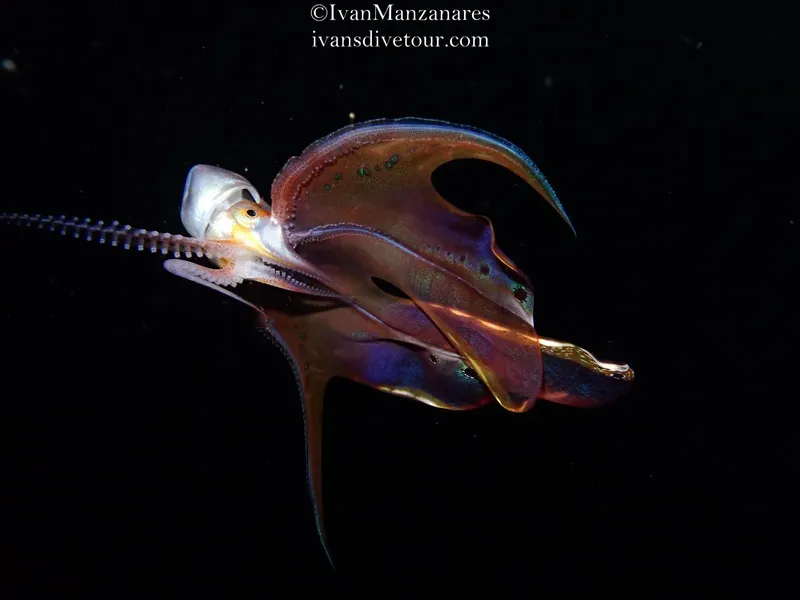 Deux calmars iridescents nagent dans l'obscurité des profondeurs marines