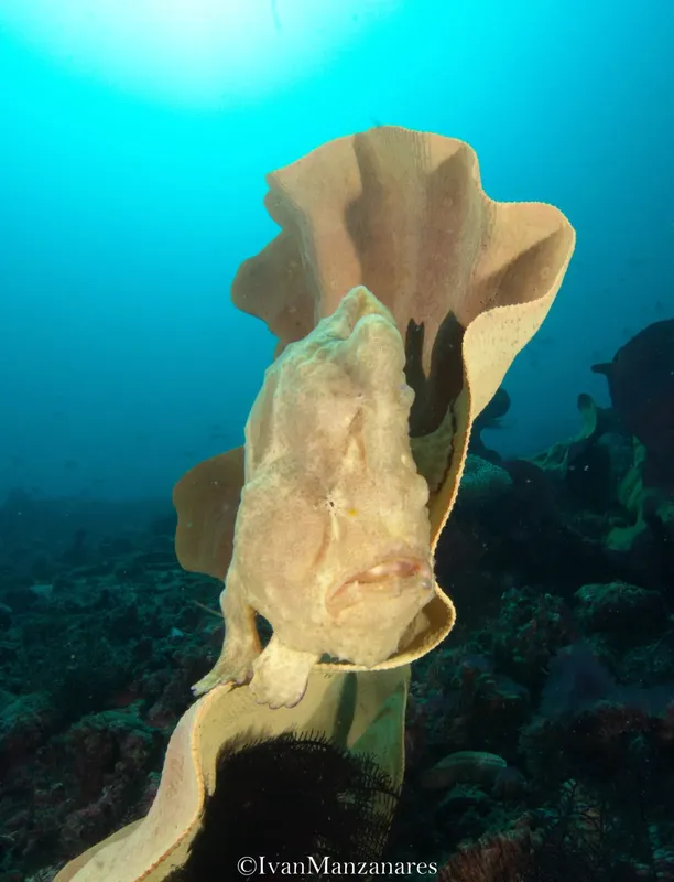 Raie manta en pleine eau bleue, nageant au-dessus d'un fond marin rocheux