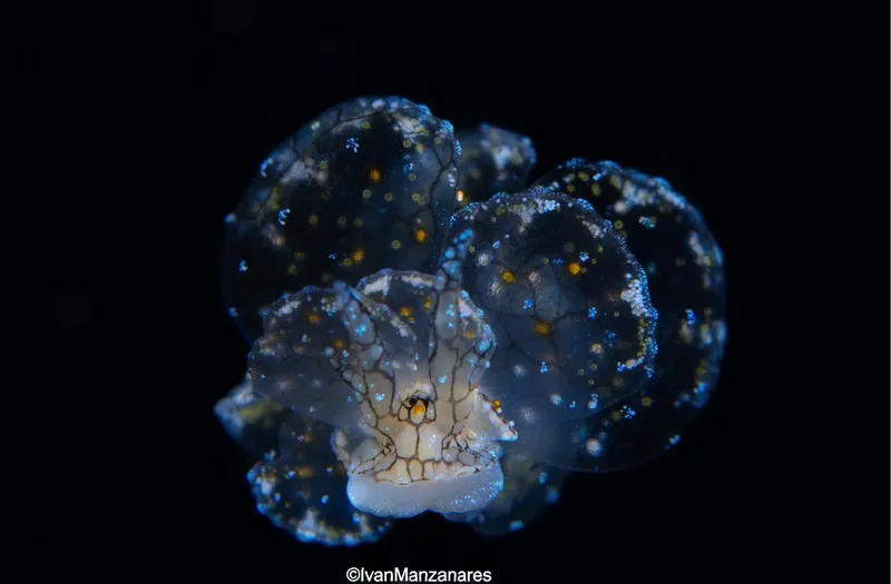 Nudibranche bleue et blanche avec des points dorés dans l'obscurité