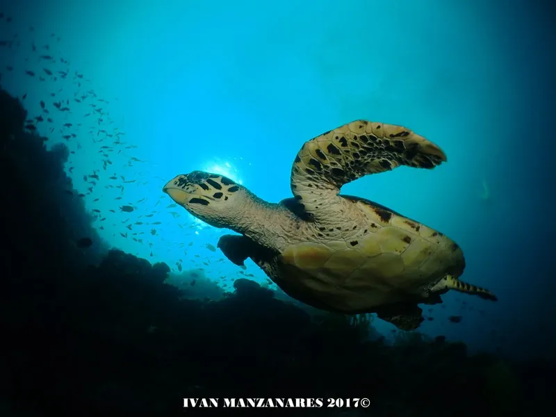 Tortue marine nageant en pleine eau turquoise entourée de petits poissons