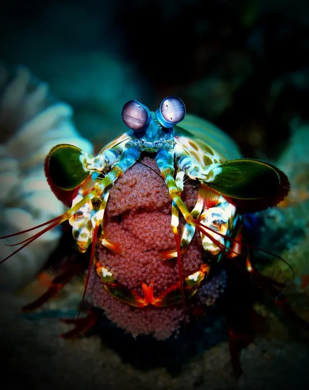 Crevette manteis colorée, regardant fixement, habitat sous-marin, détails saisissants