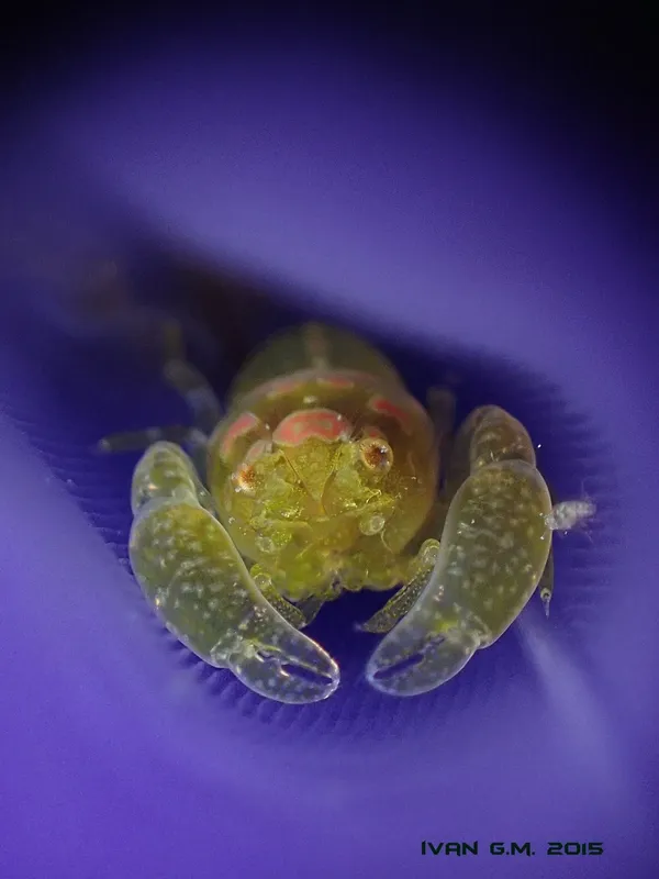 Petit crabe transparent sur fond bleu, macro sous-marine, détails