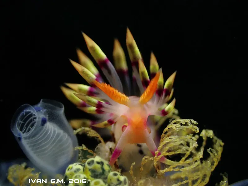 Nudibranche colorée avec branchies plumeuses sur fond noir océanique