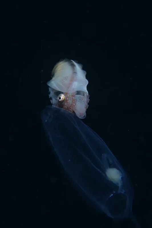 Calamar lumineux en pleine eau sombre, corps translucide et détails visibles