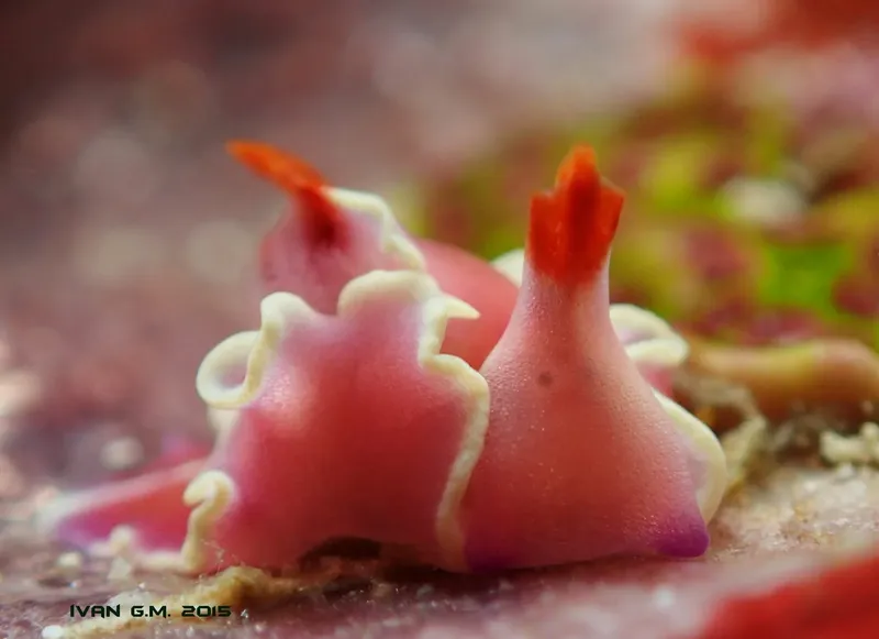 Deux nudibranches roses et blancs sur un fond rocheux coloré
