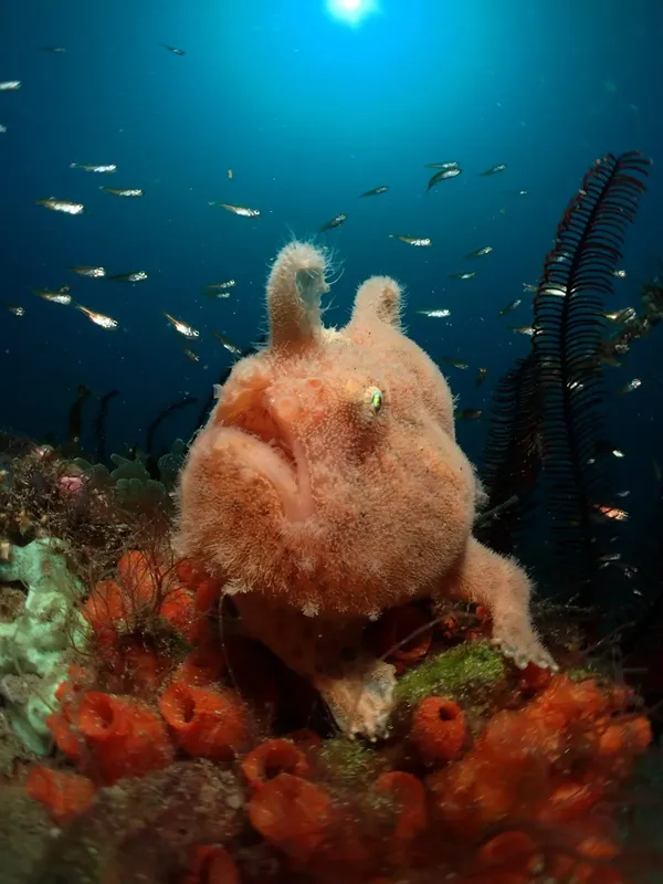 Pieuvre rouge sur un récoral, entourée de petits poissons argentés