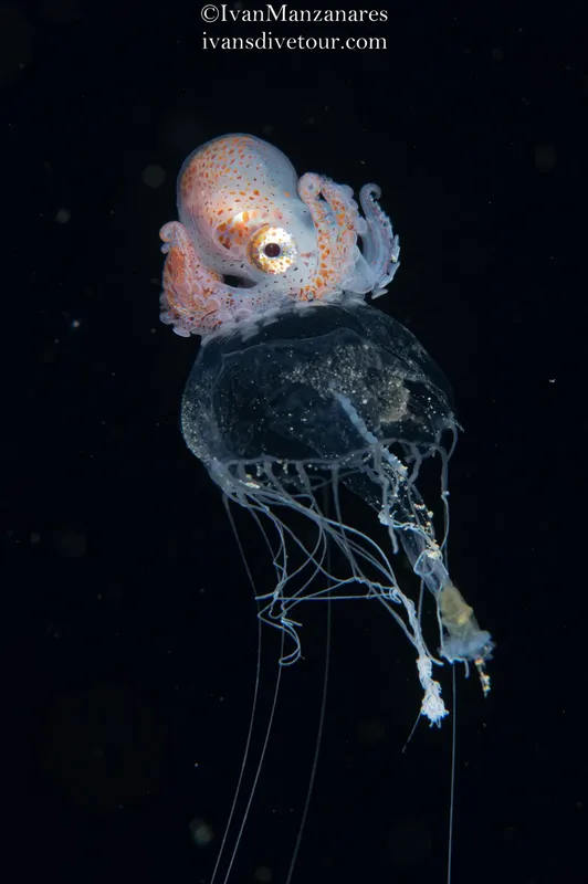 Poulpe minuscule sur une méduse translucide dans l'obscurité marine