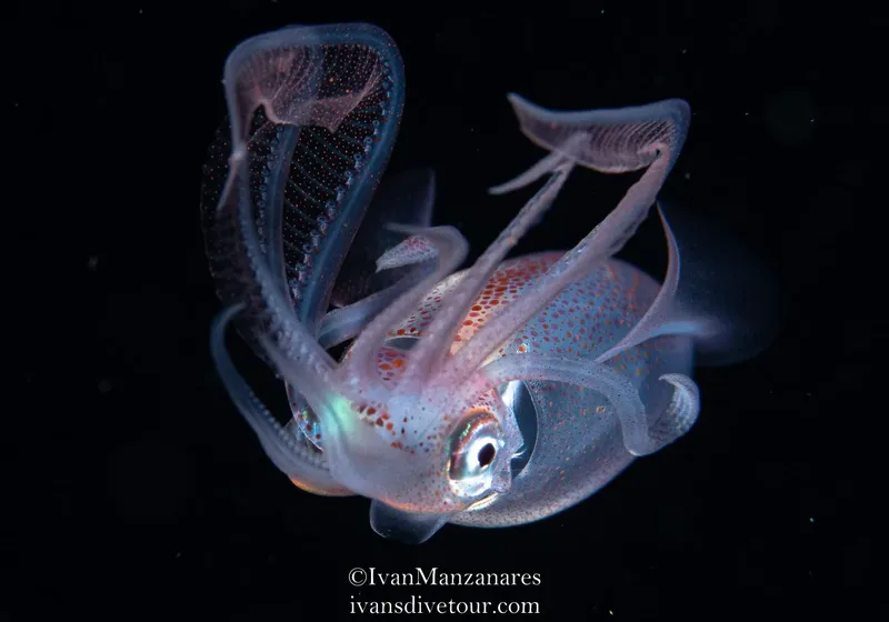 Calamar de verre translucide nageant dans l'obscurité des profondeurs marines