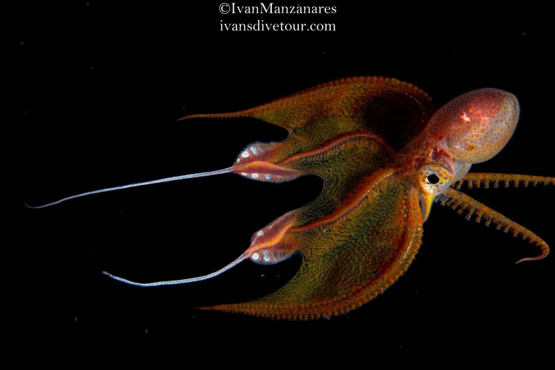 Pieuvre rouge et orange nageant dans l'obscurité des profondeurs marines