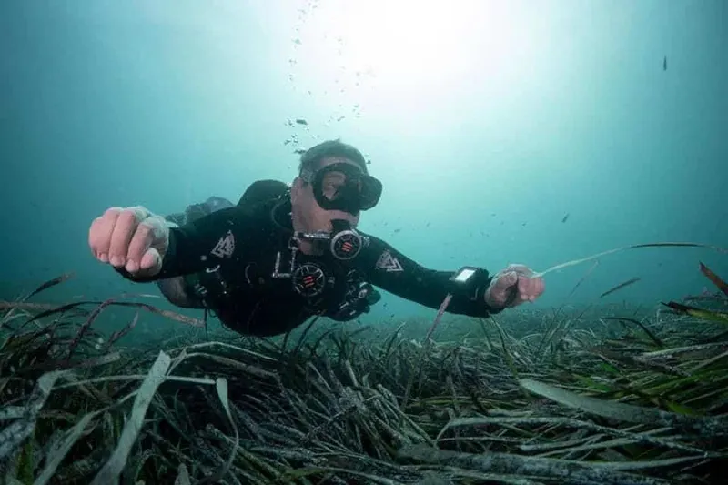 Plongeur en combinaison noire nageant au-dessus d'une herberie marine