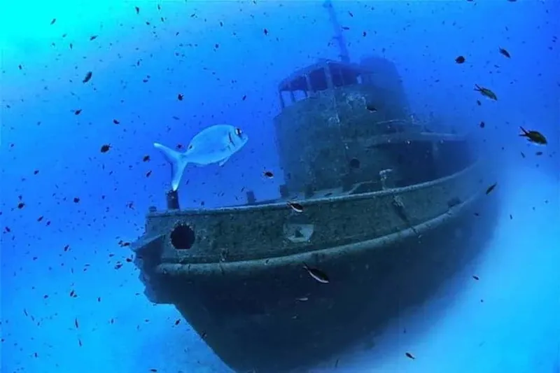 Épave de bateau colonisée par la vie marine et un poisson solitaire