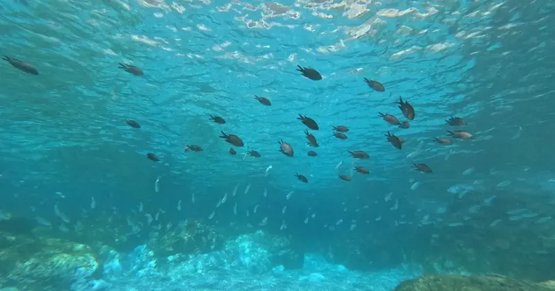 Banc de poissons évoluant dans une eau claire et lumineuse
