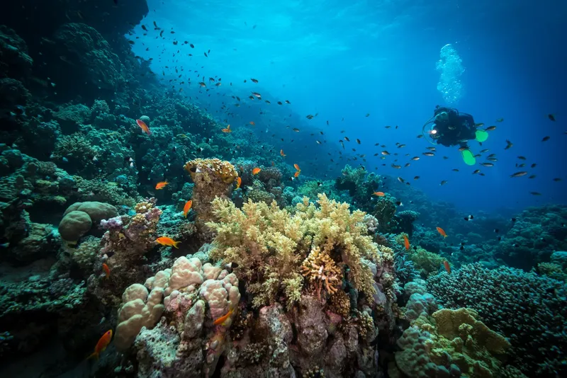 Plongeur explorant un récif corallien coloré avec de nombreux poissons