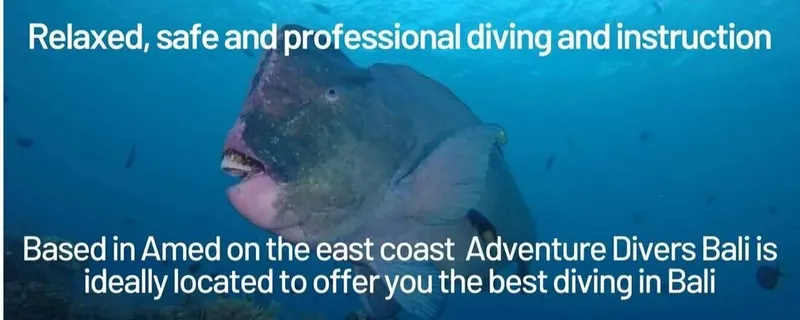 Gros poisson perroquet nageant dans l'eau bleue avec du texte superposé