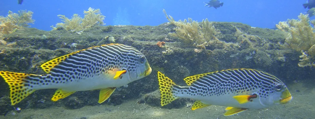 Deux poissons-papillons rayés et jaunes nagent près d'un récif corallien