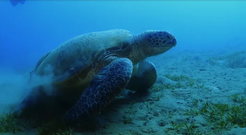 Tortue marine nageant paisiblement au fond de l'océan sur sable