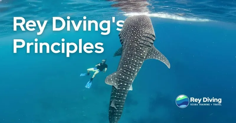 Requin baleine nageant au-dessus d'un plongeur en eau bleue claire