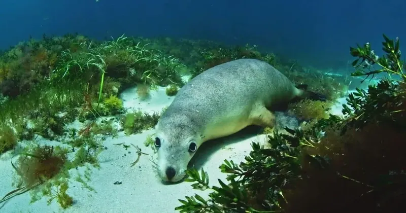 Otarie allongée sur le sable, regardant la caméra, milieu marin