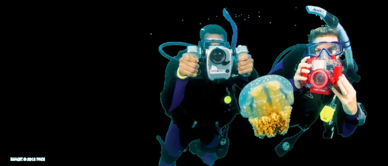 Deux plongeurs photographient une méduse translucide dans l'océan profond