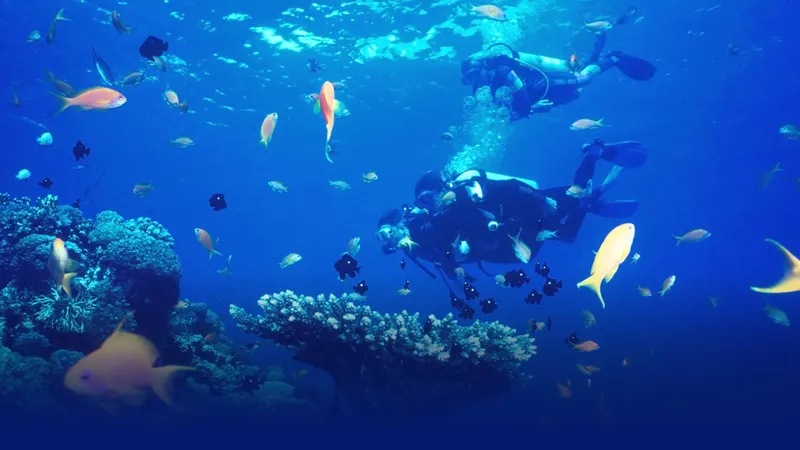 Deux plongeurs explorent un récifal corallien avec de nombreux poissons
