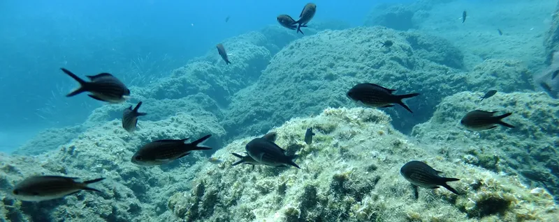 Banc de poissons gris nageant au milieu de rochers sous-marins