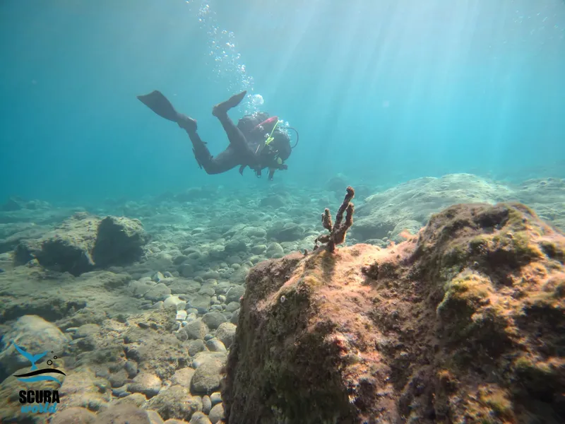 Plongeur en pleine exploration sous-marine au-dessus d'un fond rocheux
