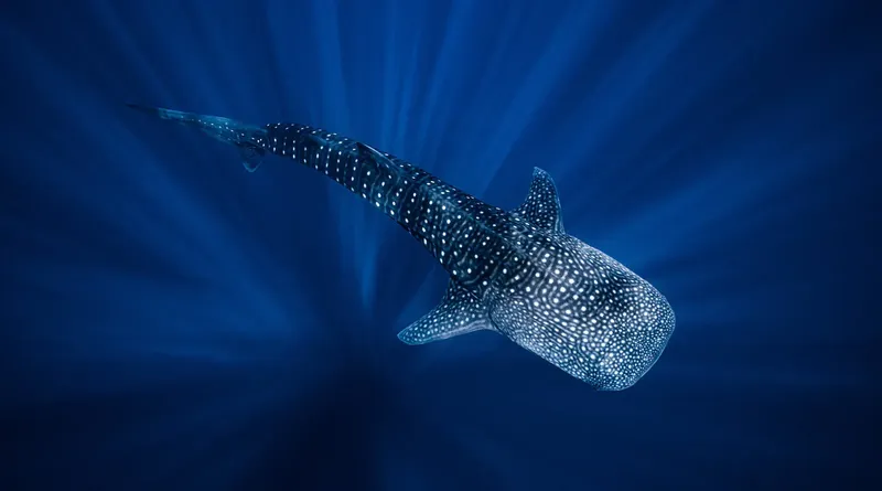 Requin baleine nageant dans les eaux bleues, lumière du soleil filtrée