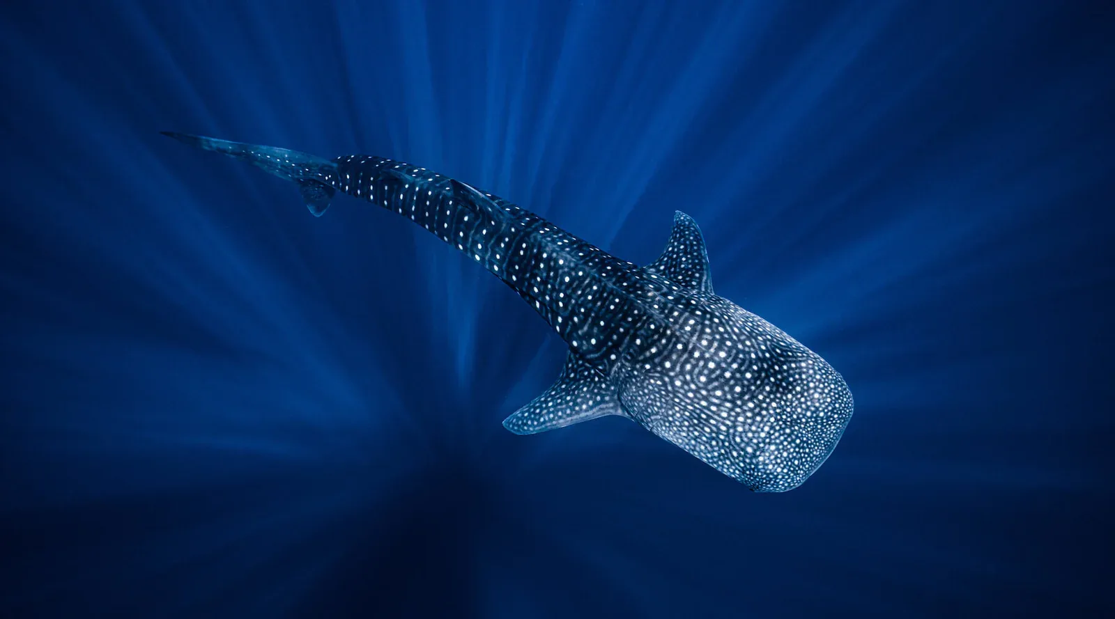 Mafia Island Whale Shark Diving